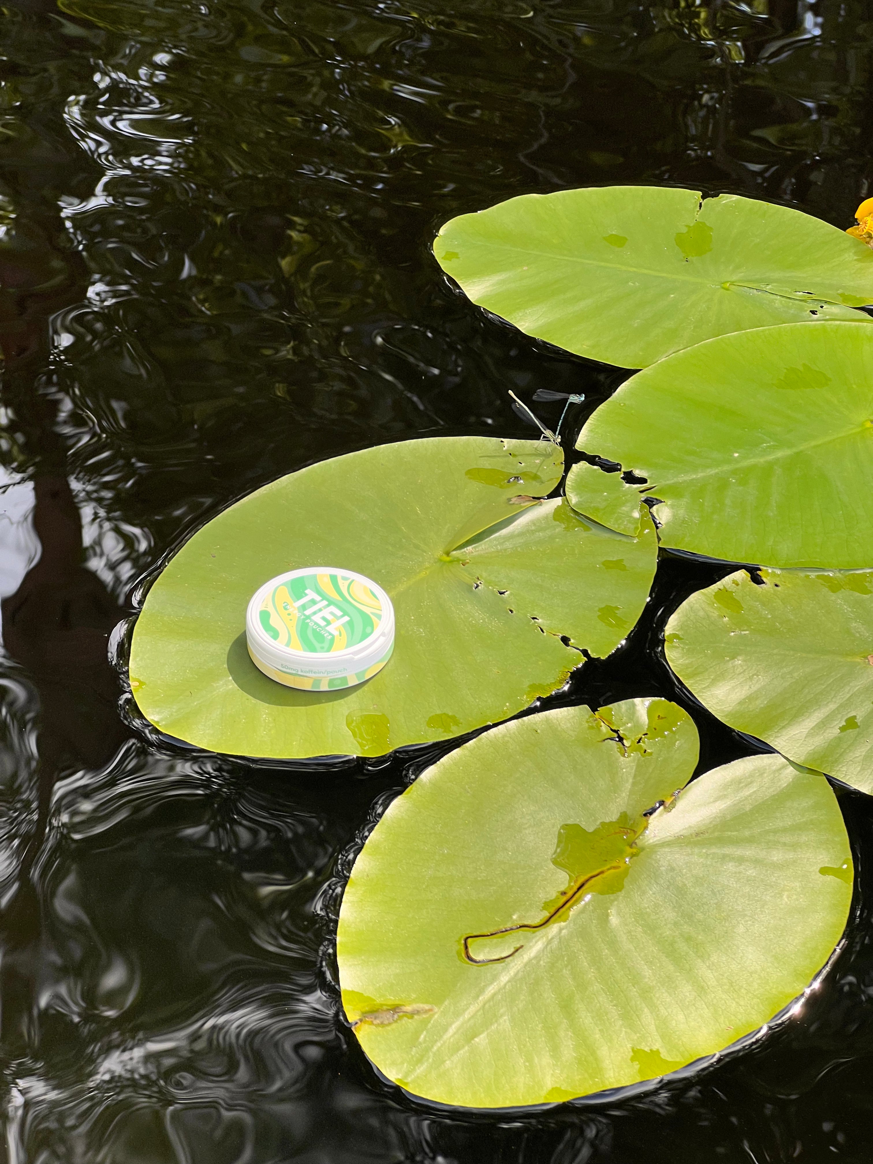 En bild av koffein snus från TIEL med lemon balm extract
